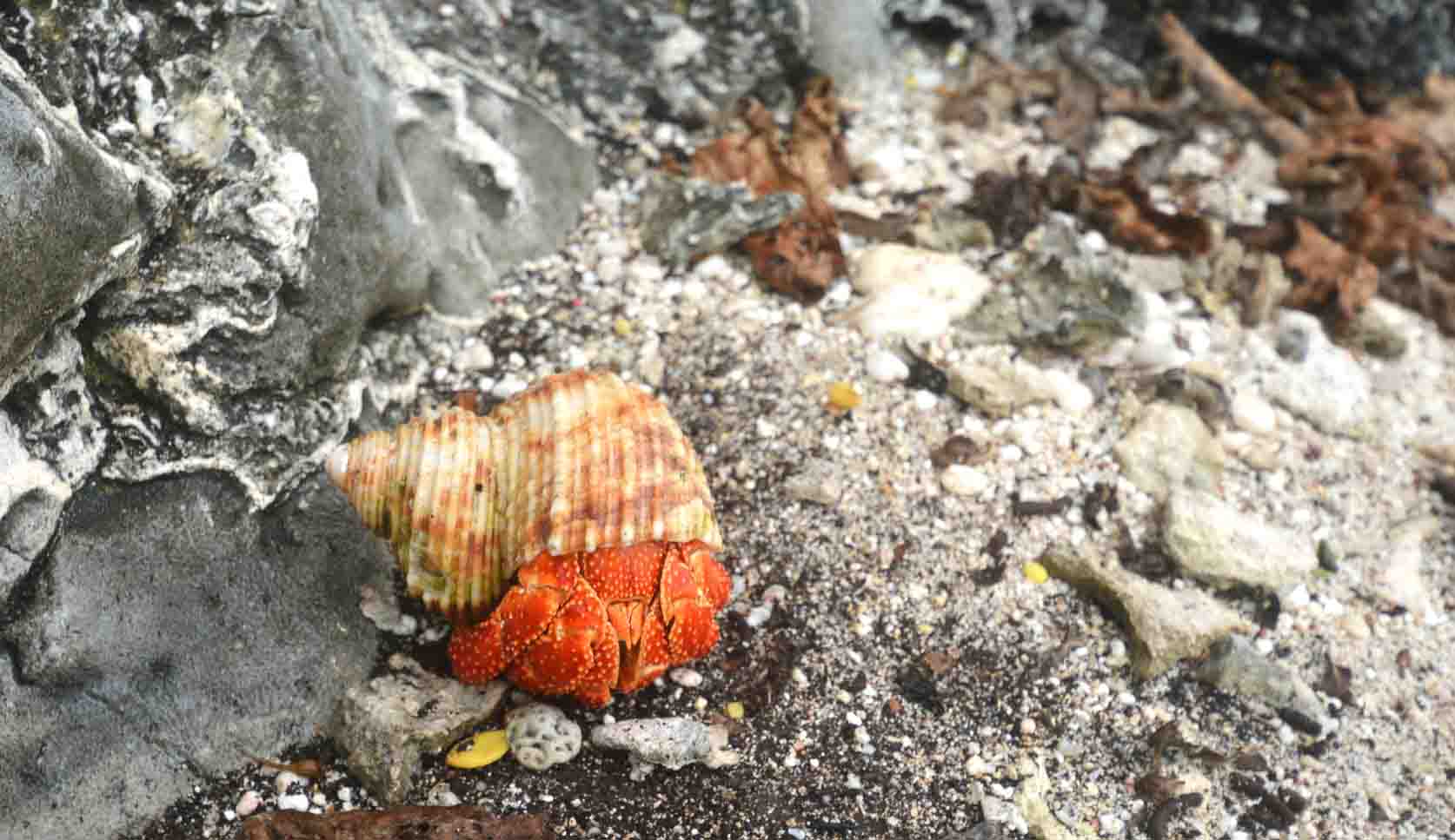 Hermit crab on a beach