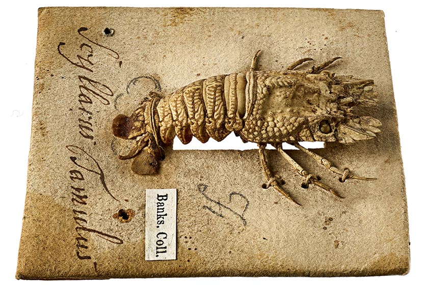 Preserved specimen of a pygmy slipper lobster