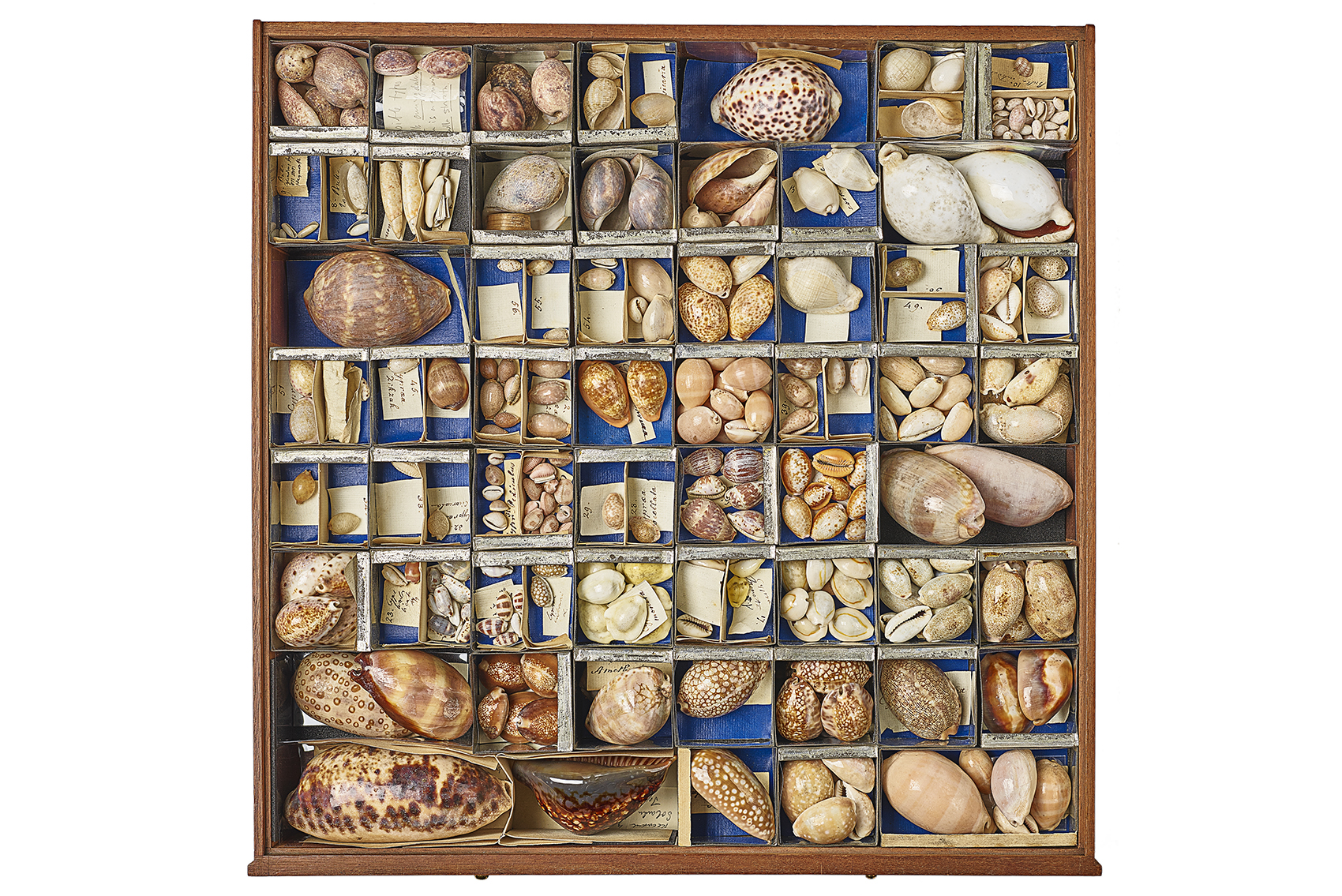 A drawer of cowrie shells
