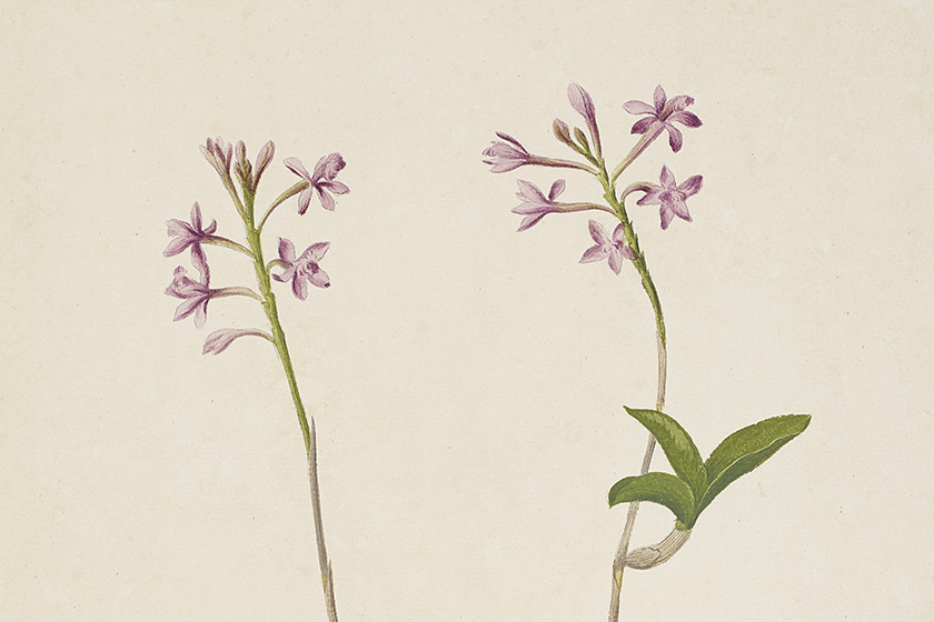 Wiñay wayna (Epidendrum secundumI) is an orchid found in montane forests in Central and South America