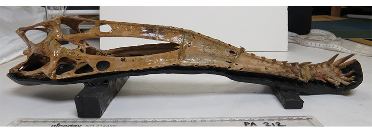 An image of the skull on a table