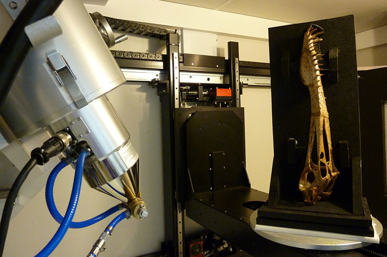 The skull is held upright while it is scanned
