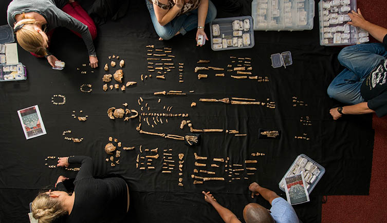 The fossil remains of one individual of Homo naledi laid out on a black cloth. 