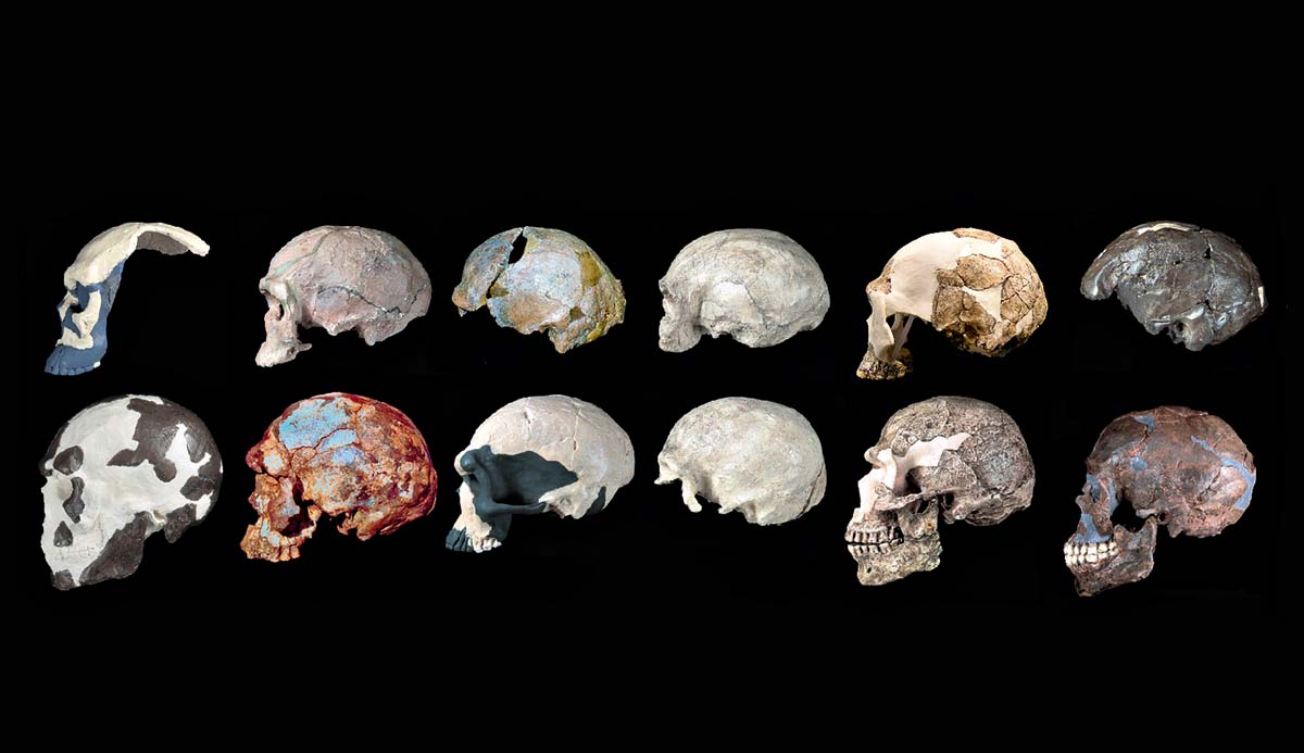 A selection of 12 early Homo sapiens skulls on a black background.