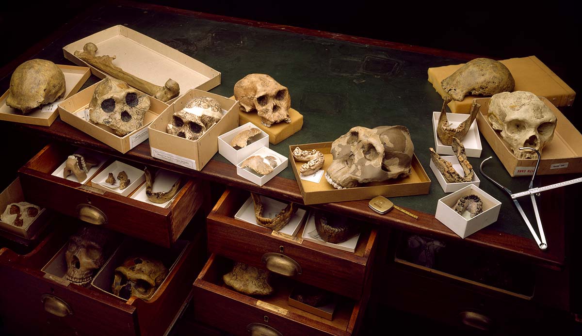 A cabinet with open drawers containing the skulls and skull fragments of a variety of ancient human species and their relatives.