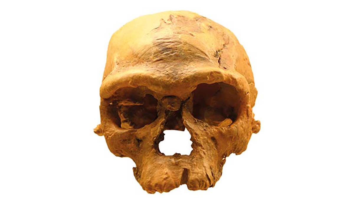 A cast of one of the Homo sapiens skulls found at Jebel Irhoud, Morocco.