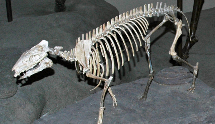 The skeleton of Eohippus angustidens