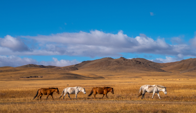 Horses trekking across the steppe