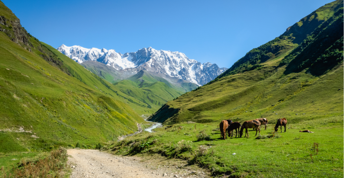 Horses against a snowy mountain backdrop in Georgia