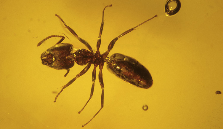 An ant trapped in golden-yellow amber. 
