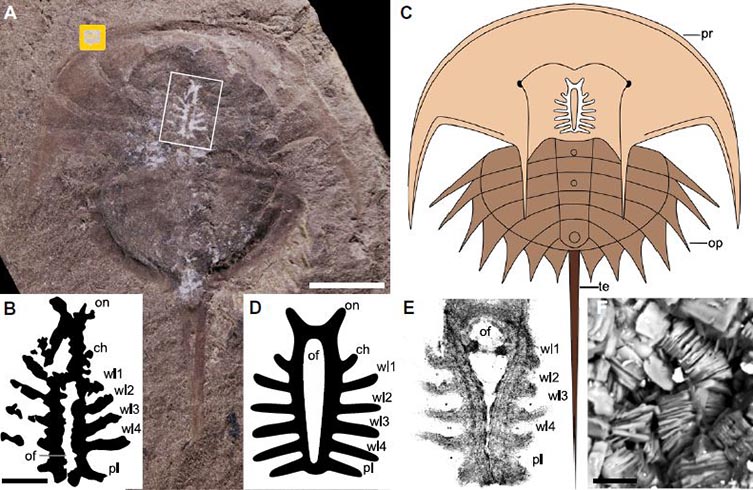 The fossiled horseshoe crab show that white brain naturally highlighed against the brown-grey rock. 