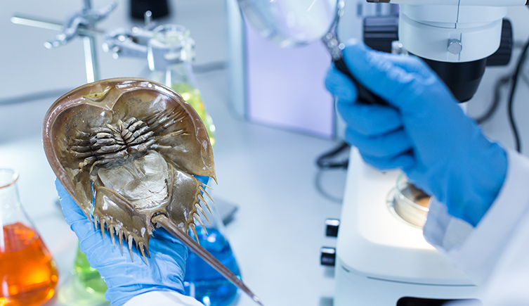 A scientists looks at a crab in a lab.
