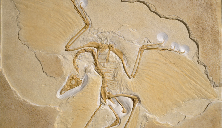 Archaeopteryx fossil