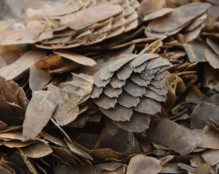 Brown pangolin scales