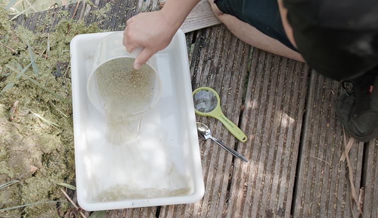 A hand pouring pond water into a tray from a jug