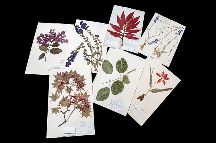 Seven herbarium sheets with dried specimens of different plants