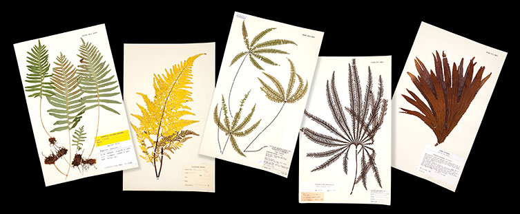 Fern herbarium sheets