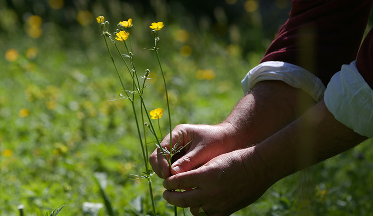 Someone picking buttercups