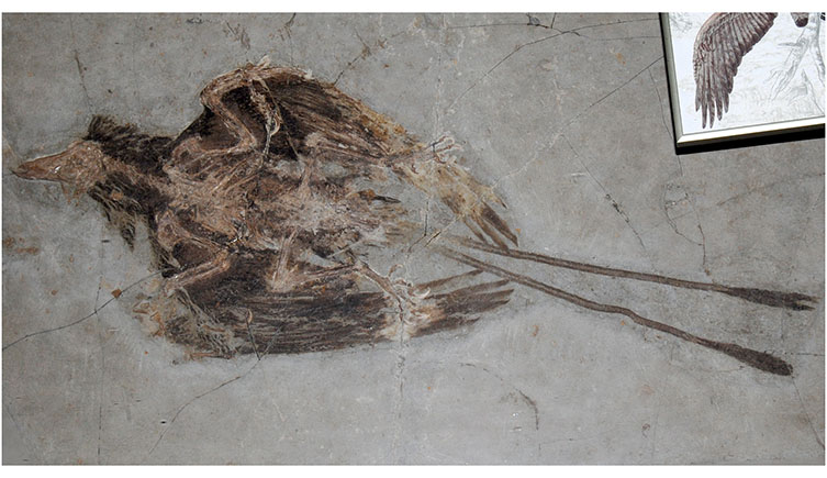 A fossil of Confuciusornis showing two long tail feathers. 