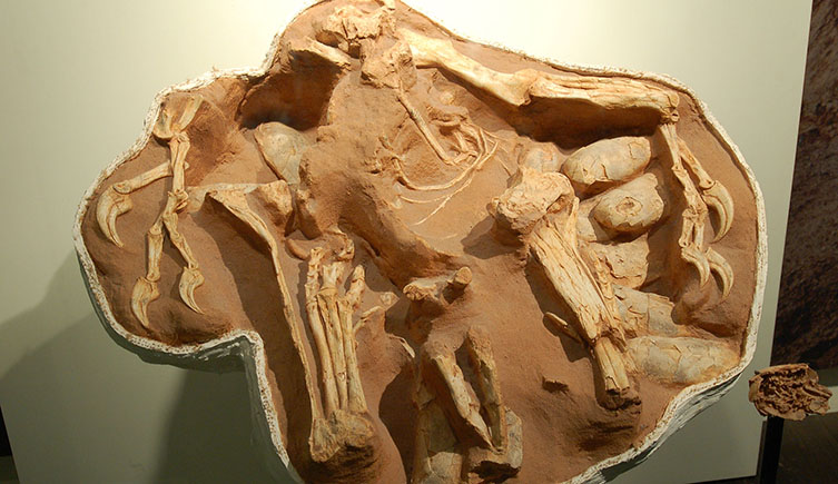 Fossil of a dinosaur that died sitting on eggs.
