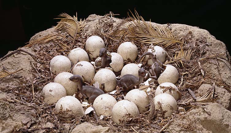 A reconstuction of a Maiasaura nest. 
