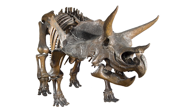 A skeleton of a Triceratops. Nopcsa thought that some of these may have been males and females.