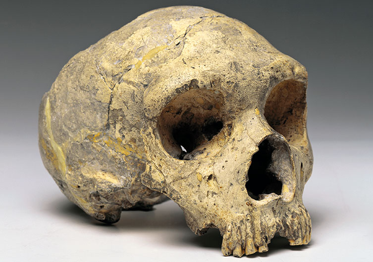 Neanderthal skull