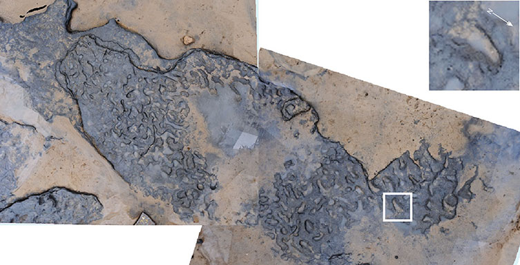 Composite aerial photograph of prehistoric human footprints