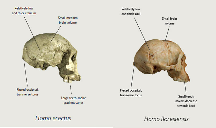 Comparison on Homo erectus and Homo floresiensis skulls