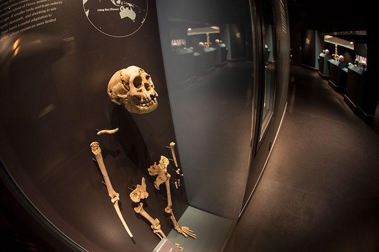 Homo floresiensis skeleton cast in the Museum's Human Evolution Gallery