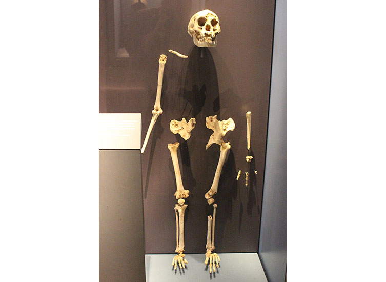 Homo floresiensis skeleton cast in the Museum's Human Evolution Gallery