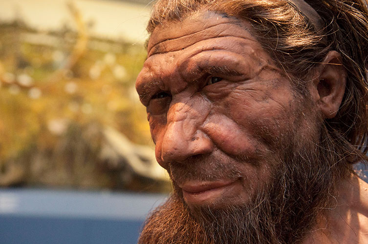 Neanderthal model