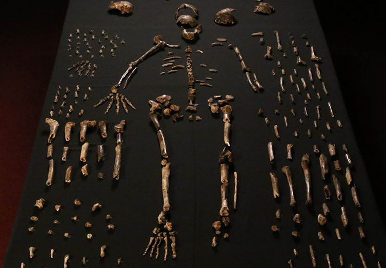 Lots of Homo naledi fossils laid out on a table, some grouped into a skeleton
