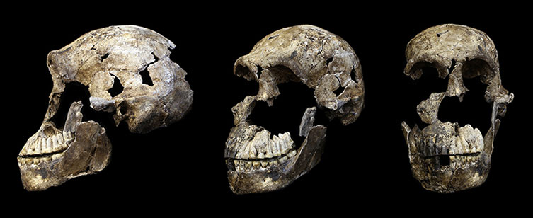 Three views of a Homo naledi fossil skull