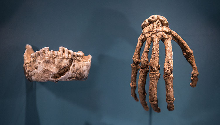 Homo naledi jaw and hand fossils