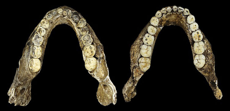 Homo naledi jaw fossils