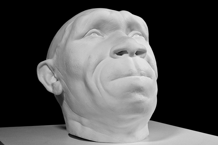 Homo heidelbergensis head reconstruction.