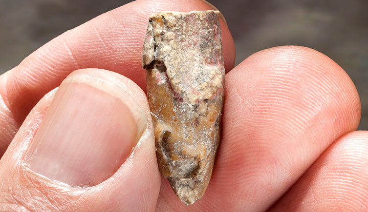 Close-up of someone holding a fossilised tooth