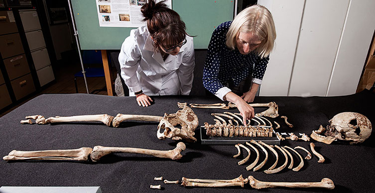 Two curators examine the skeleton of Cheddar Man