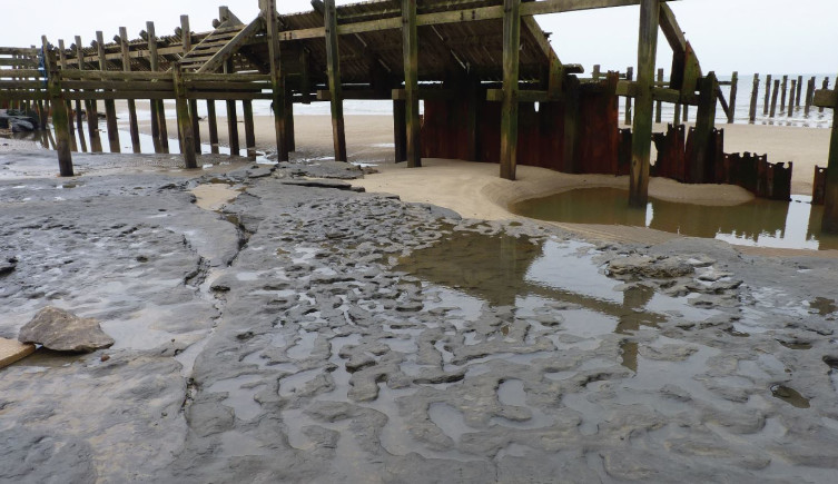 Preserved footprints on a waterlogged beach in front of a wooden barrier