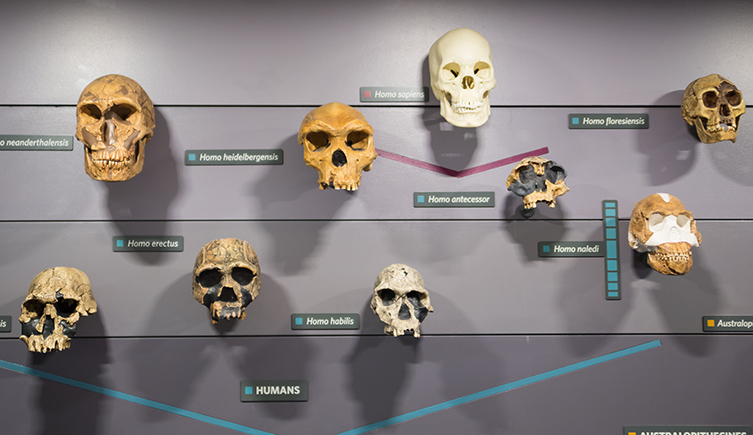 A picture of the human evolutionary display at the natural history museum, showing the skulls of multiple human species on a similfied evolutionary tree.
