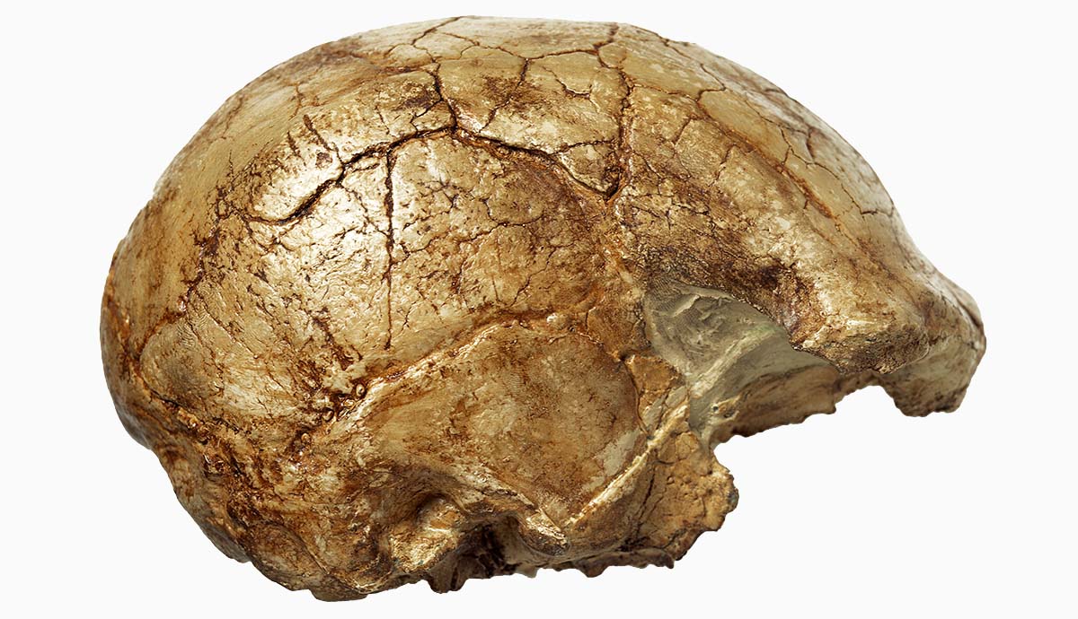 A 150,000-year-old skull fragment from an ancient Homo sapiens.
