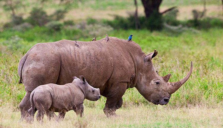 An adult and baby black rhino walking through green grassland. 