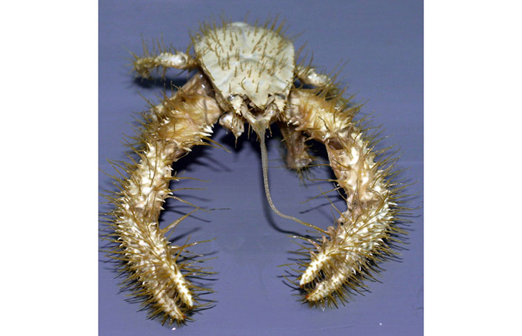 A yeti crab