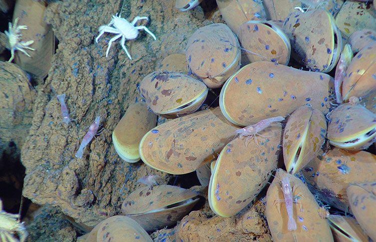 A large community of mussels at a hydrothermal vent site