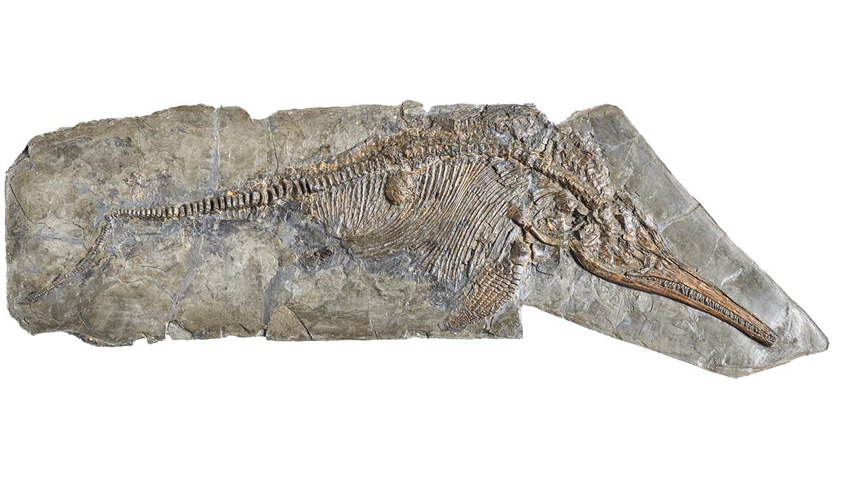 The fossil of Ichthyosaurus anningae preserved in a slab of rock. Within its body cavity, a ball-like lump of food is preserved.