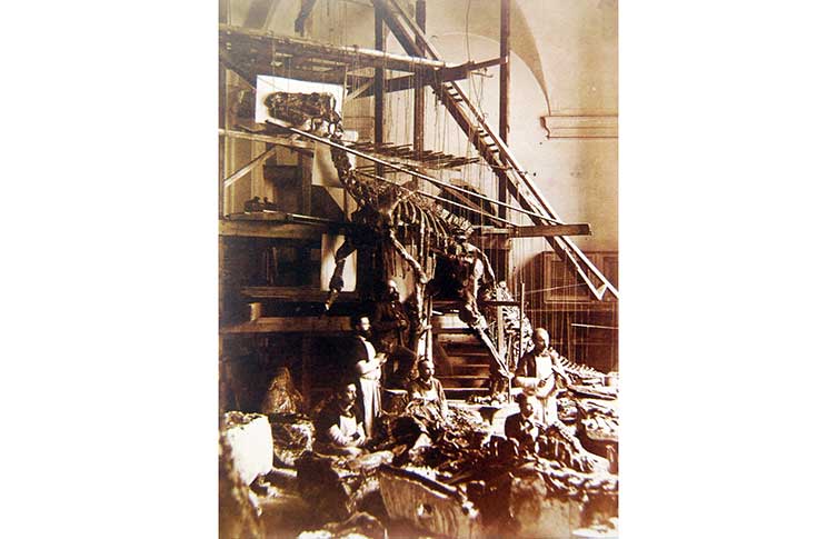 The construction of a Bernissart Iguanodon in an upright pose