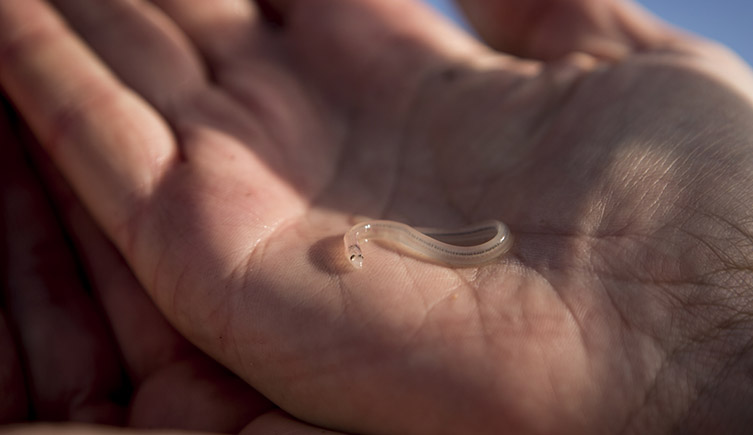 A single glass eel held in a palm