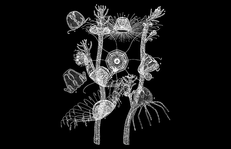 A black and while illustration of Turritopsis medusae and polyps