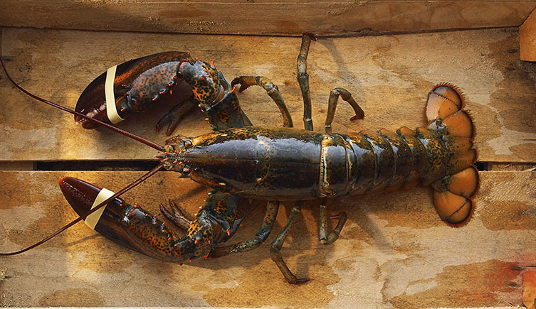 A captured lobster with rubber bands holding its claws closed